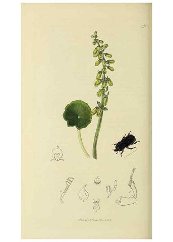 Reproducción/Reproduction 36233481071: British entomology :. London,Printed for the author,1823-1840 [i.e. 1840].