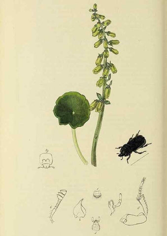 Reproducción/Reproduction 36233481071: British entomology :. London,Printed for the author,1823-1840 [i.e. 1840].