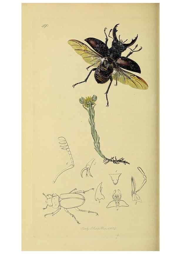 Reproducción/Reproduction 36233484301: British entomology :. London,Printed for the author,1823-1840 [i.e. 1840].