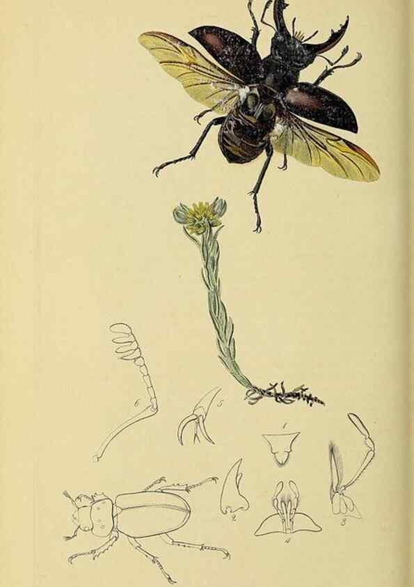 Reproducción/Reproduction 36233484301: British entomology :. London,Printed for the author,1823-1840 [i.e. 1840].