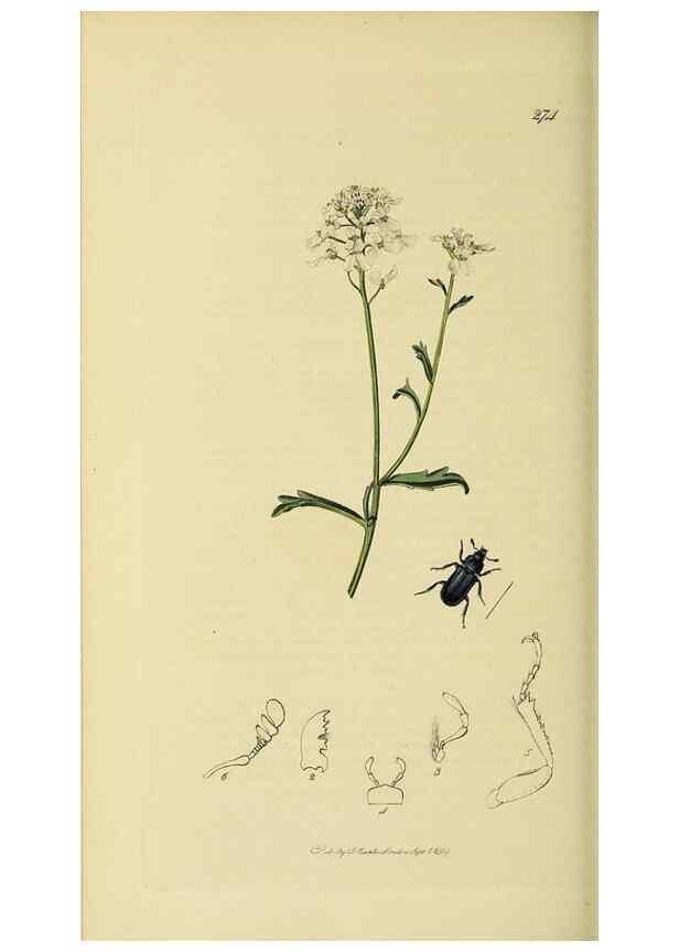 Reproducción/Reproduction 36233486931: British entomology :. London,Printed for the author,1823-1840 [i.e. 1840].