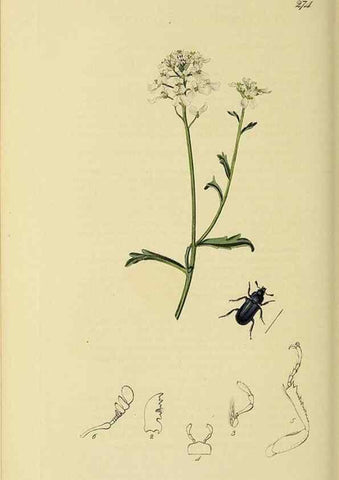 Reproducción/Reproduction 36233486931: British entomology :. London,Printed for the author,1823-1840 [i.e. 1840].