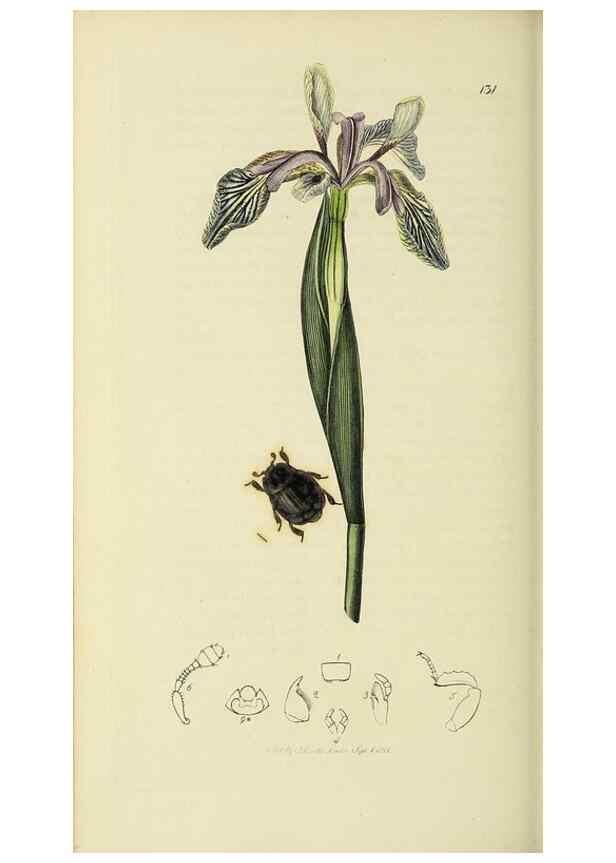 Reproducción/Reproduction 36233489591: British entomology :. London,Printed for the author,1823-1840 [i.e. 1840].