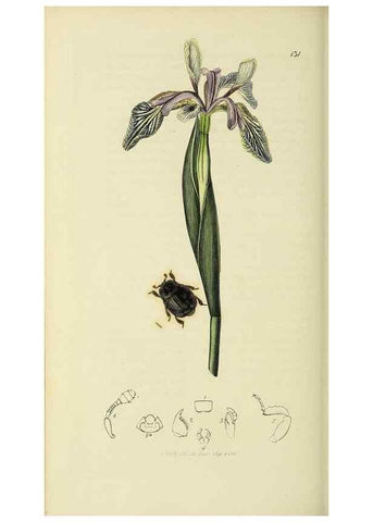 Reproducción/Reproduction 36233489591: British entomology :. London,Printed for the author,1823-1840 [i.e. 1840].