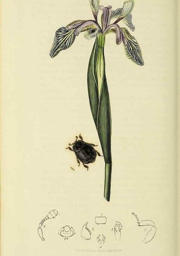 Reproducción/Reproduction 36233489591: British entomology :. London,Printed for the author,1823-1840 [i.e. 1840].