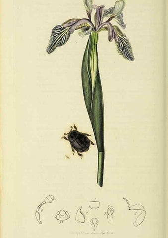 Reproducción/Reproduction 36233489591: British entomology :. London,Printed for the author,1823-1840 [i.e. 1840].