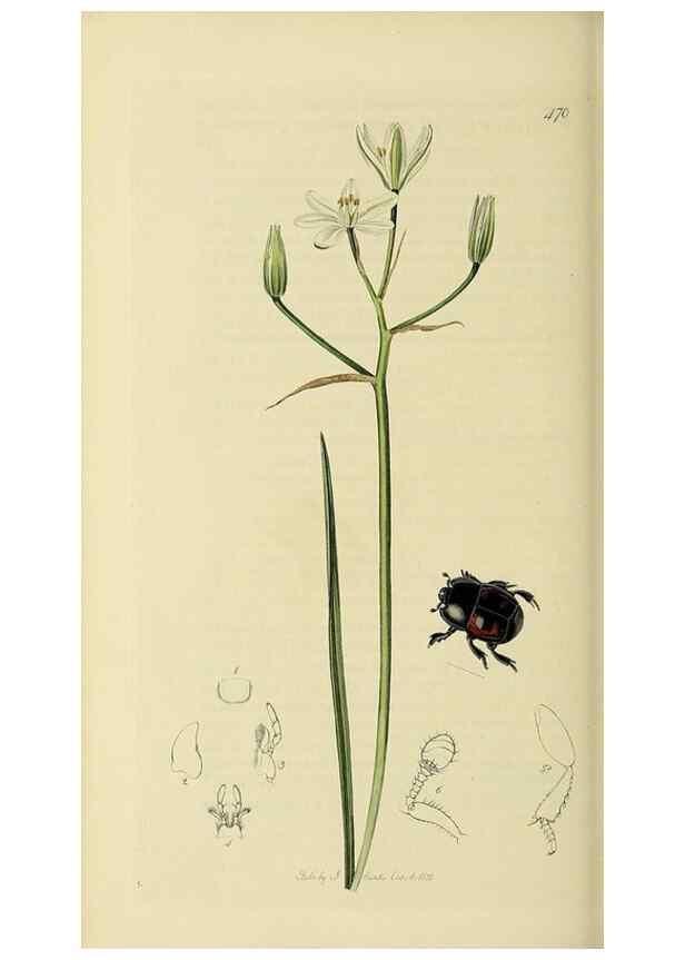 Reproducción/Reproduction 36233492391: British entomology :. London,Printed for the author,1823-1840 [i.e. 1840].