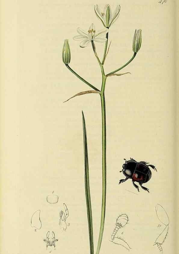 Reproducción/Reproduction 36233492391: British entomology :. London,Printed for the author,1823-1840 [i.e. 1840].