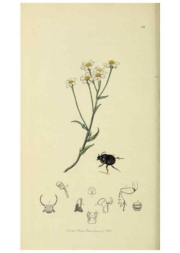 Reproducción/Reproduction 35561795793: British entomology :. London,Printed for the author,1823-1840 [i.e. 1840].
