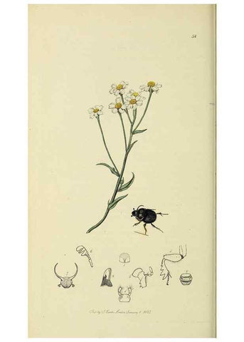 Reproducción/Reproduction 35561795793: British entomology :. London,Printed for the author,1823-1840 [i.e. 1840].