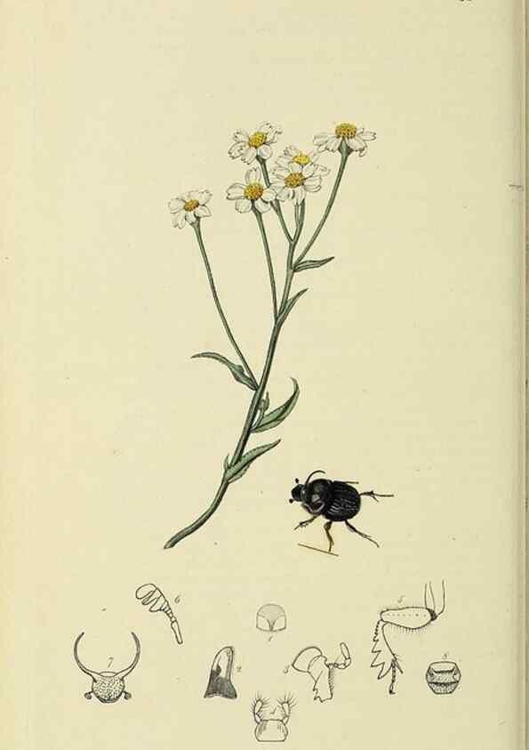 Reproducción/Reproduction 35561795793: British entomology :. London,Printed for the author,1823-1840 [i.e. 1840].