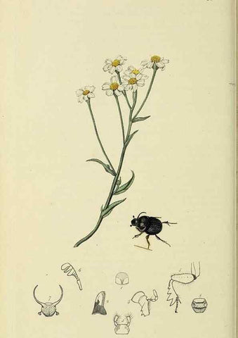 Reproducción/Reproduction 35561795793: British entomology :. London,Printed for the author,1823-1840 [i.e. 1840].