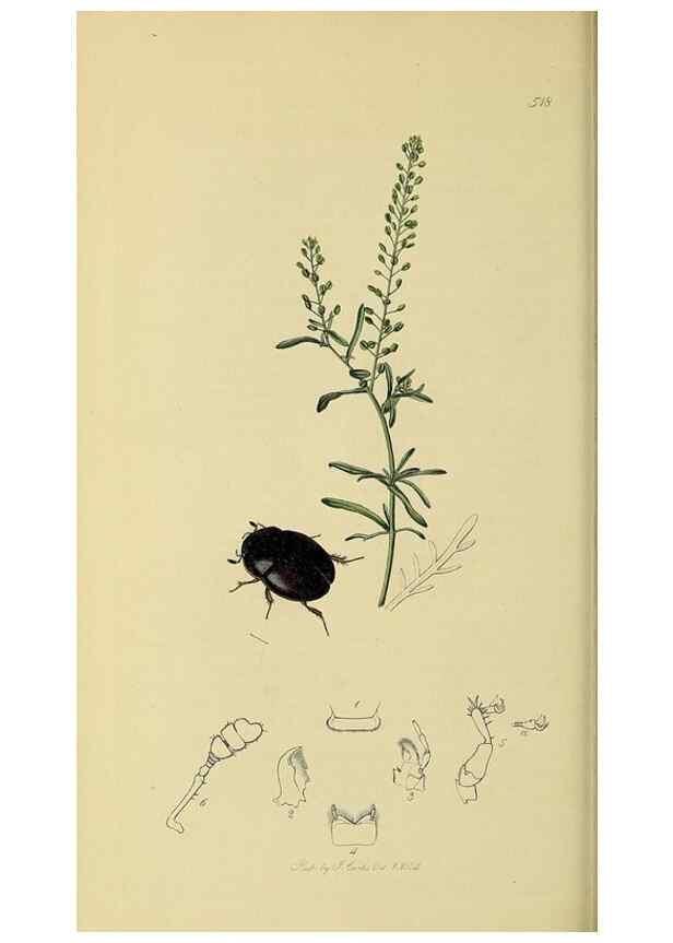 Reproducción/Reproduction 35561792243: British entomology :. London,Printed for the author,1823-1840 [i.e. 1840].