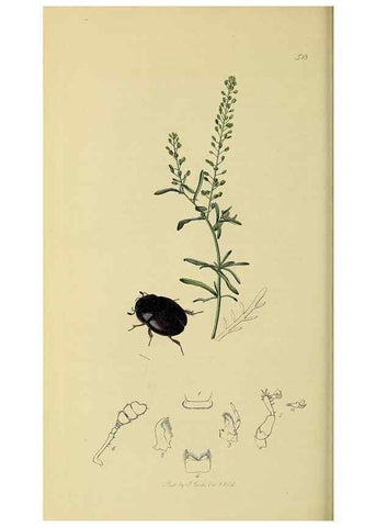 Reproducción/Reproduction 35561792243: British entomology :. London,Printed for the author,1823-1840 [i.e. 1840].