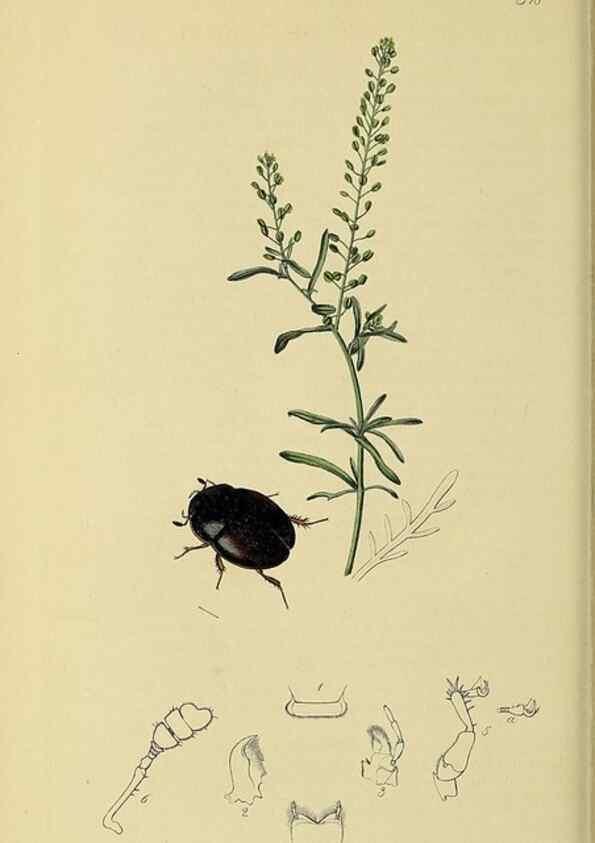 Reproducción/Reproduction 35561792243: British entomology :. London,Printed for the author,1823-1840 [i.e. 1840].