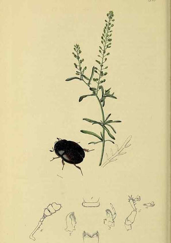Reproducción/Reproduction 35561792243: British entomology :. London,Printed for the author,1823-1840 [i.e. 1840].