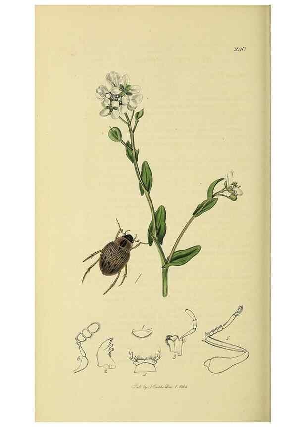 Reproducción/Reproduction 35561788953: British entomology :. London,Printed for the author,1823-1840 [i.e. 1840].