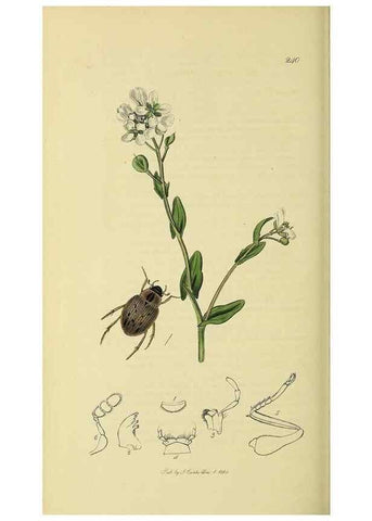 Reproducción/Reproduction 35561788953: British entomology :. London,Printed for the author,1823-1840 [i.e. 1840].