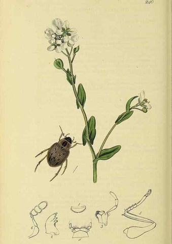 Reproducción/Reproduction 35561788953: British entomology :. London,Printed for the author,1823-1840 [i.e. 1840].