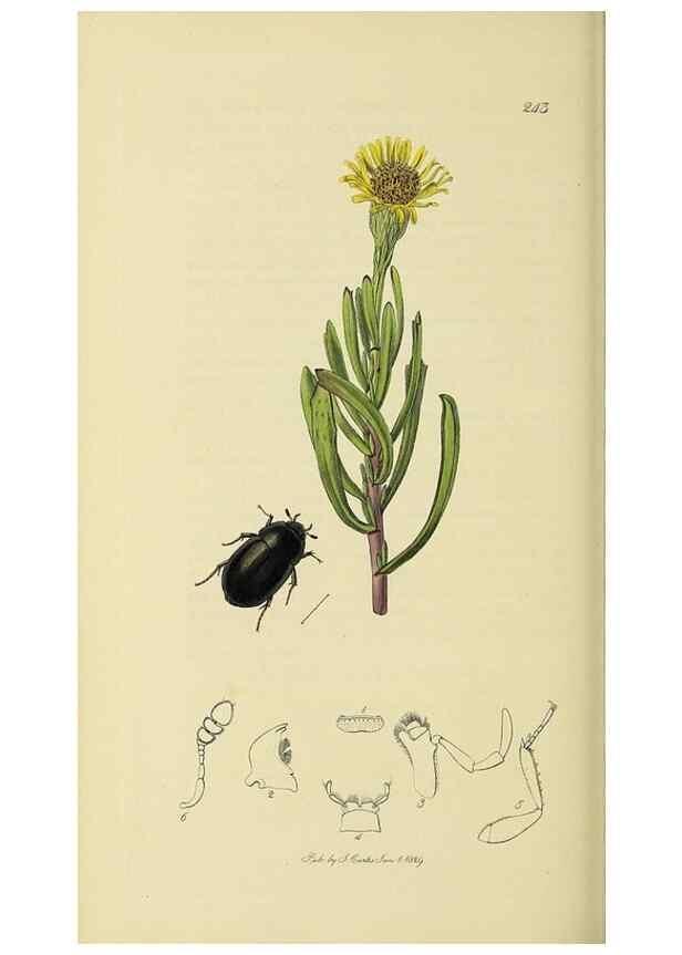 Reproducción/Reproduction 35561785883: British entomology :. London,Printed for the author,1823-1840 [i.e. 1840].