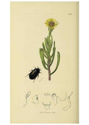 Reproducción/Reproduction 35561785883: British entomology :. London,Printed for the author,1823-1840 [i.e. 1840].