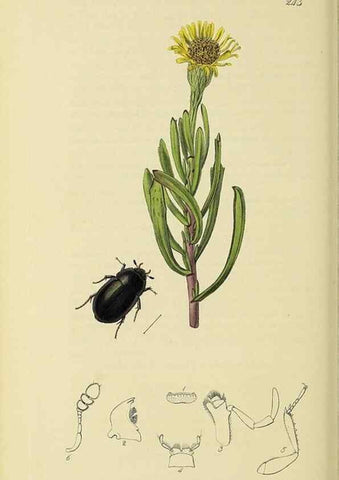 Reproducción/Reproduction 35561785883: British entomology :. London,Printed for the author,1823-1840 [i.e. 1840].