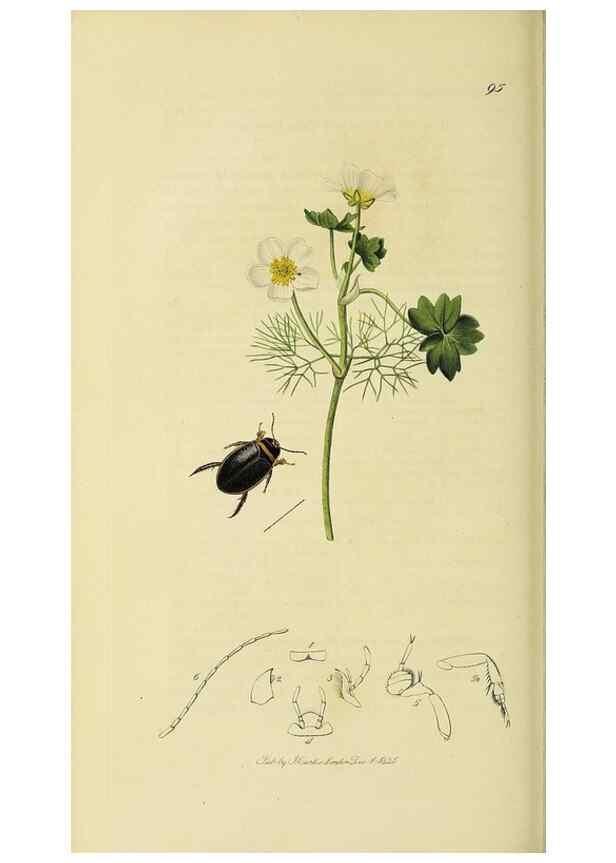 Reproducción/Reproduction 35561726993: British entomology :. London,Printed for the author,1823-1840 [i.e. 1840].