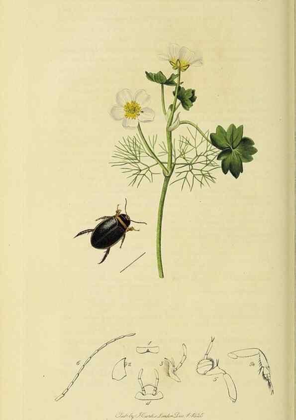 Reproducción/Reproduction 35561726993: British entomology :. London,Printed for the author,1823-1840 [i.e. 1840].