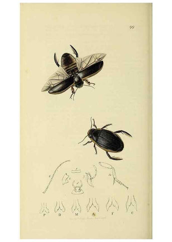 Reproducción/Reproduction 36370162475: British entomology :. London,Printed for the author,1823-1840 [i.e. 1840].