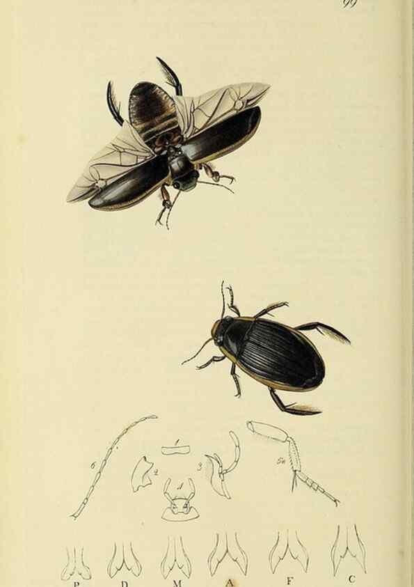 Reproducción/Reproduction 36370162475: British entomology :. London,Printed for the author,1823-1840 [i.e. 1840].