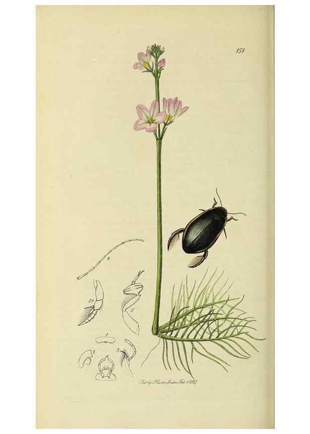 Reproducción/Reproduction 36370163985: British entomology :. London,Printed for the author,1823-1840 [i.e. 1840].