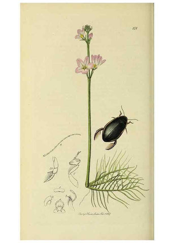 Reproducción/Reproduction 36370163985: British entomology :. London,Printed for the author,1823-1840 [i.e. 1840].