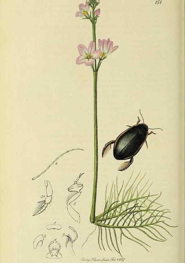 Reproducción/Reproduction 36370163985: British entomology :. London,Printed for the author,1823-1840 [i.e. 1840].