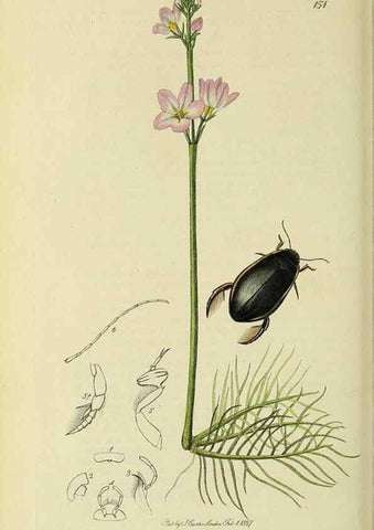 Reproducción/Reproduction 36370163985: British entomology :. London,Printed for the author,1823-1840 [i.e. 1840].