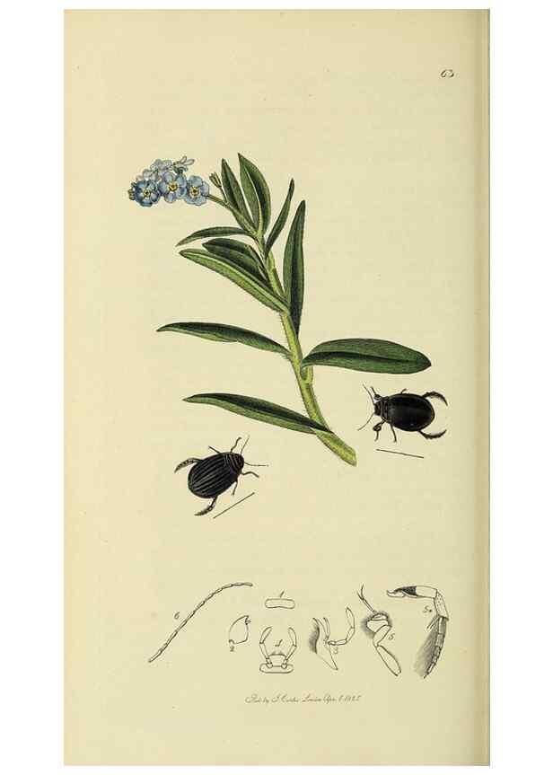 Reproducción/Reproduction 36325372396: British entomology :. London,Printed for the author,1823-1840 [i.e. 1840].