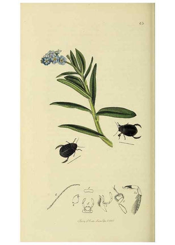 Reproducción/Reproduction 36325372396: British entomology :. London,Printed for the author,1823-1840 [i.e. 1840].