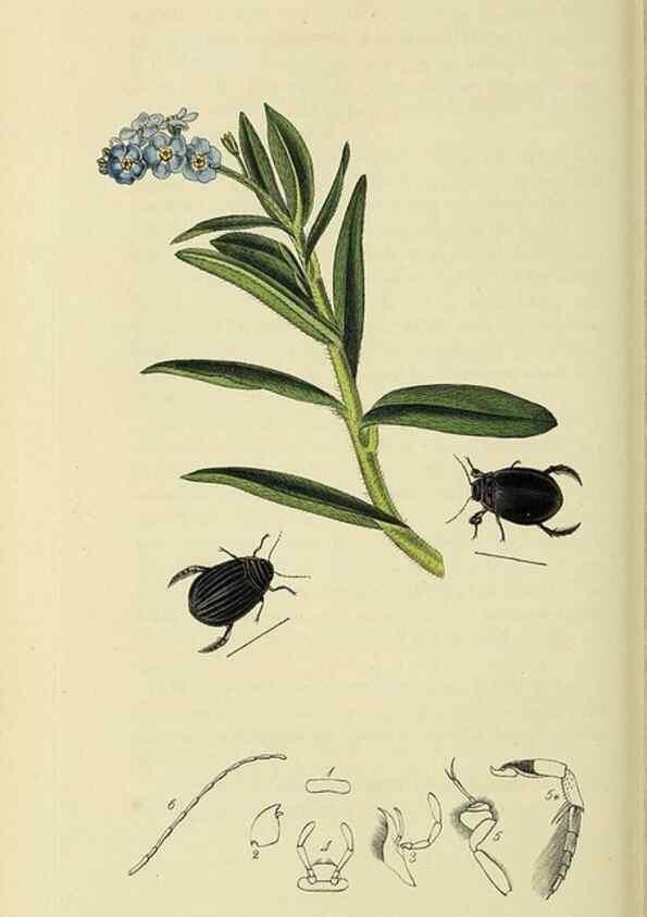 Reproducción/Reproduction 36325372396: British entomology :. London,Printed for the author,1823-1840 [i.e. 1840].
