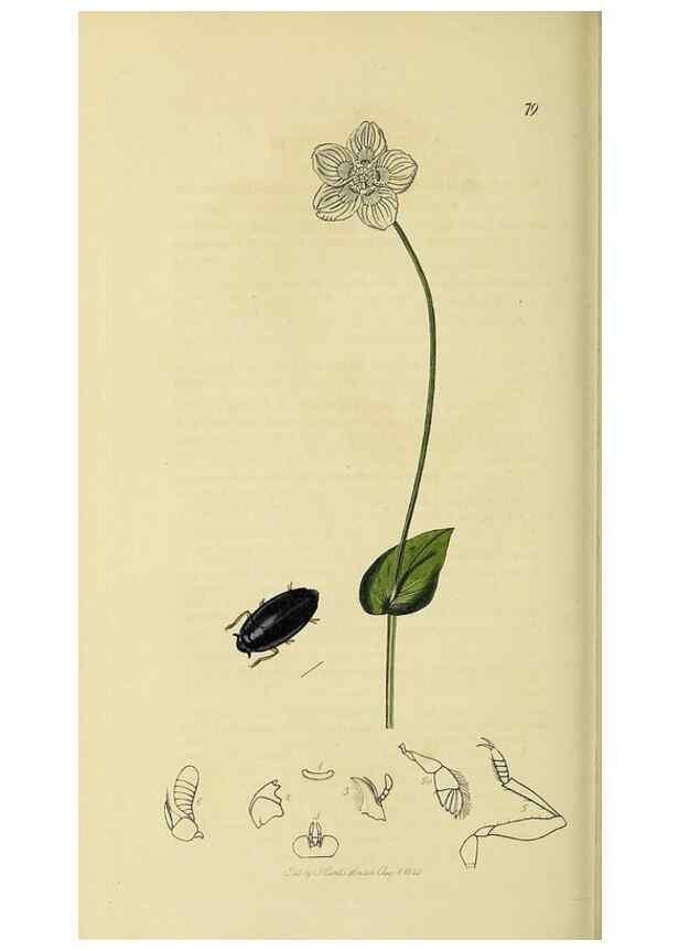 Reproducción/Reproduction 36325374736: British entomology :. London,Printed for the author,1823-1840 [i.e. 1840].
