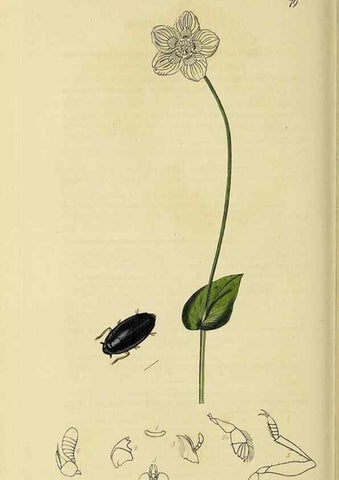 Reproducción/Reproduction 36325374736: British entomology :. London,Printed for the author,1823-1840 [i.e. 1840].