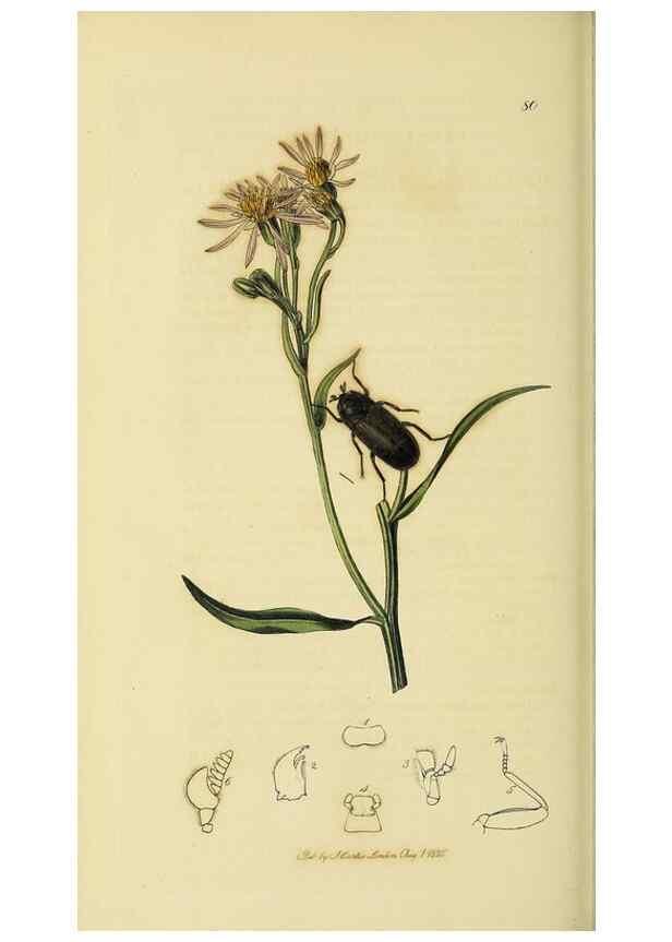 Reproducción/Reproduction 36325377106: British entomology :. London,Printed for the author,1823-1840 [i.e. 1840].