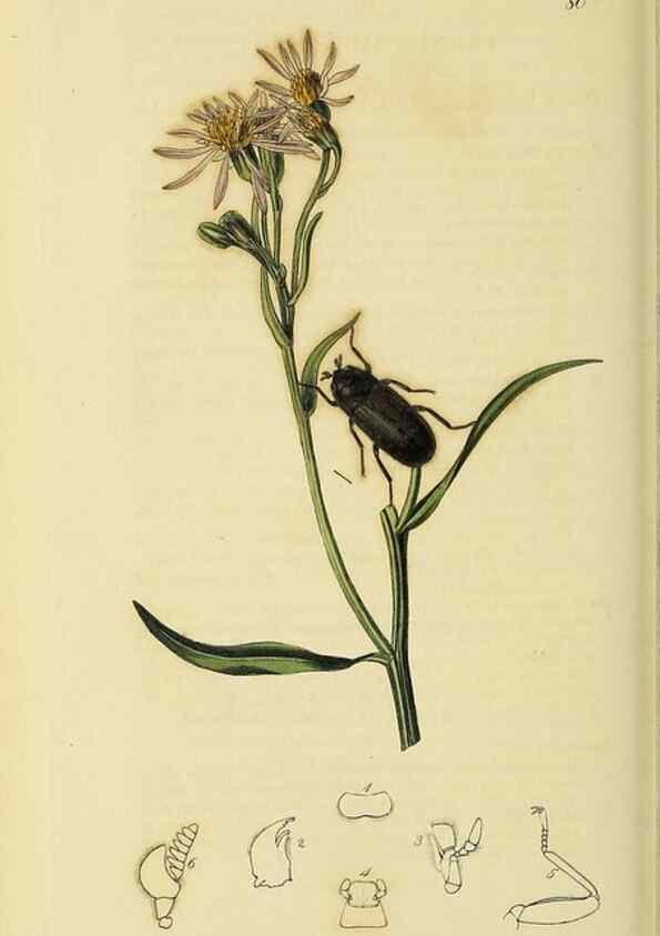 Reproducción/Reproduction 36325377106: British entomology :. London,Printed for the author,1823-1840 [i.e. 1840].