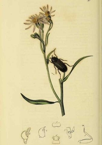 Reproducción/Reproduction 36325377106: British entomology :. London,Printed for the author,1823-1840 [i.e. 1840].