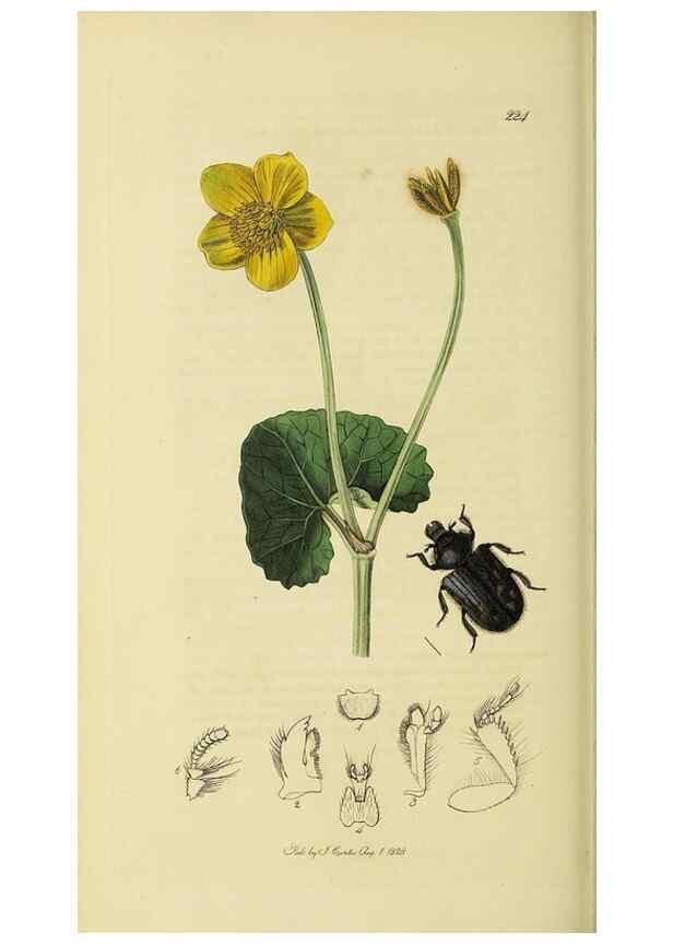 Reproducción/Reproduction 36325380076: British entomology :. London,Printed for the author,1823-1840 [i.e. 1840].