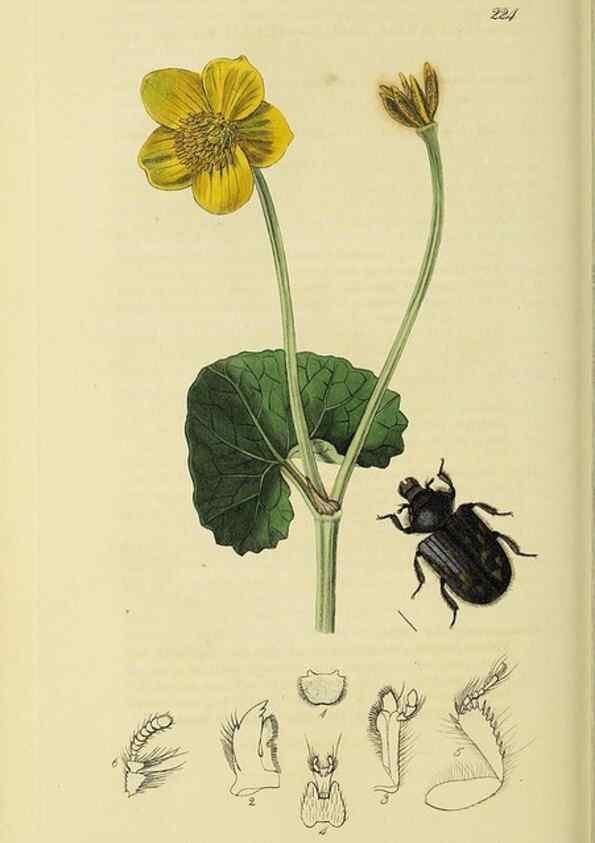 Reproducción/Reproduction 36325380076: British entomology :. London,Printed for the author,1823-1840 [i.e. 1840].