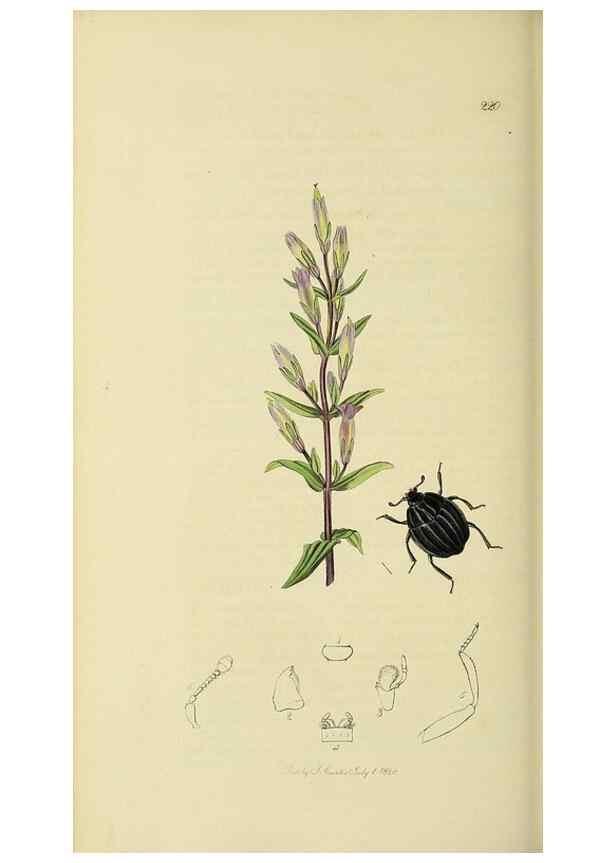 Reproducción/Reproduction 36233495391: British entomology :. London,Printed for the author,1823-1840 [i.e. 1840].