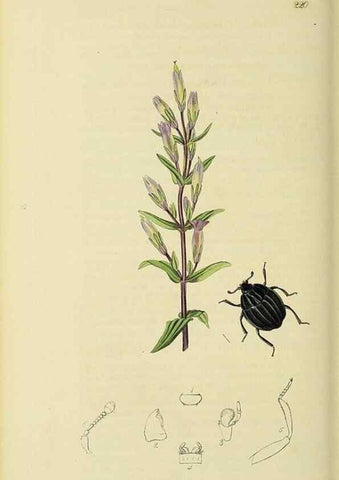 Reproducción/Reproduction 36233495391: British entomology :. London,Printed for the author,1823-1840 [i.e. 1840].