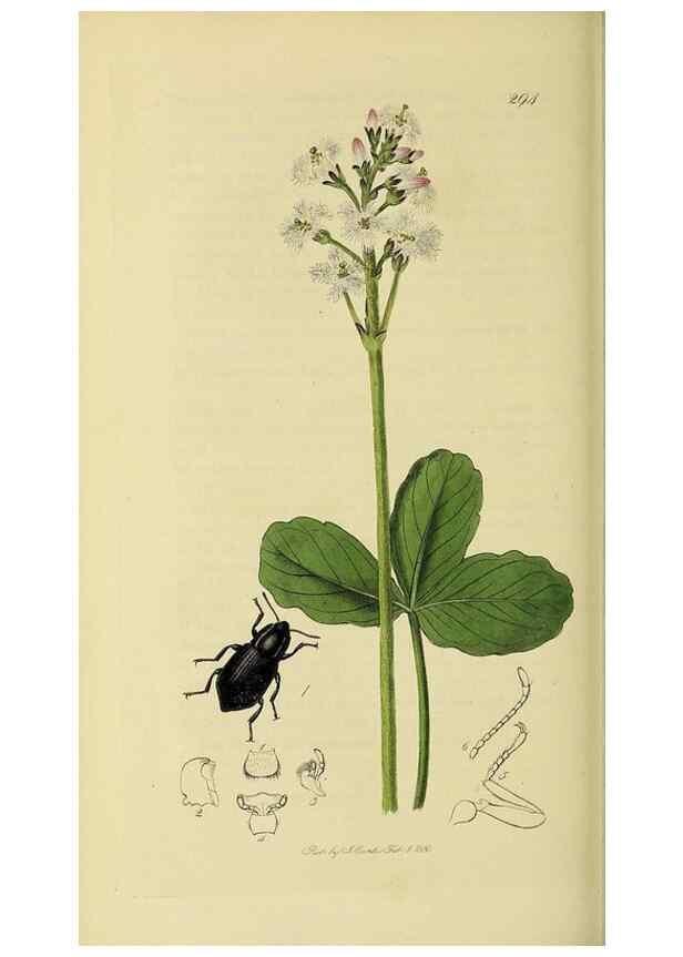 Reproducción/Reproduction 36325382466: British entomology :. London,Printed for the author,1823-1840 [i.e. 1840].