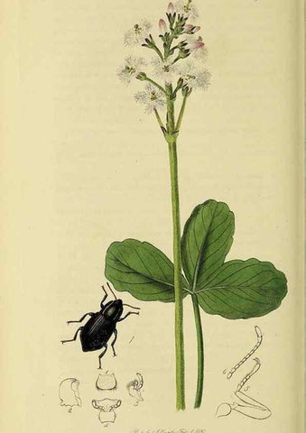 Reproducción/Reproduction 36325382466: British entomology :. London,Printed for the author,1823-1840 [i.e. 1840].