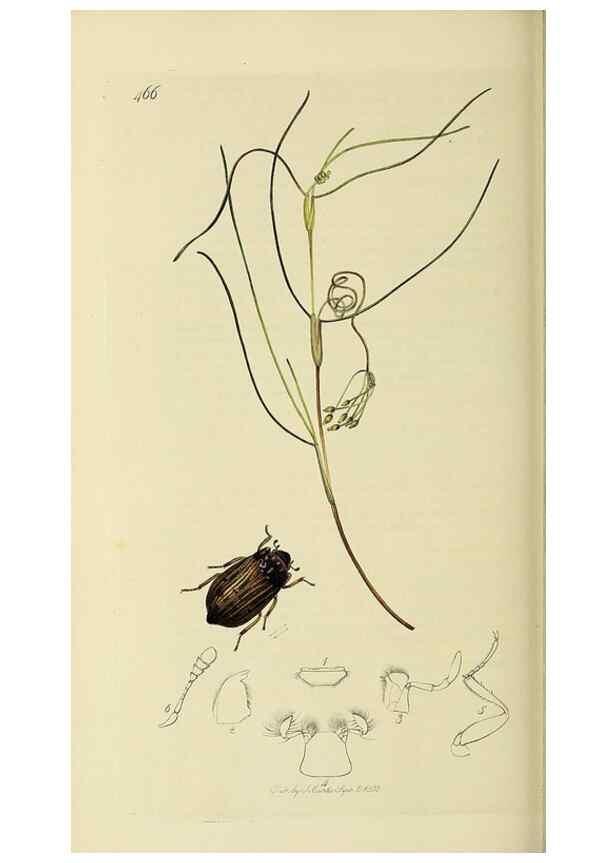 Reproducción/Reproduction 36325387426: British entomology :. London,Printed for the author,1823-1840 [i.e. 1840].