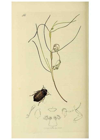 Reproducción/Reproduction 36325387426: British entomology :. London,Printed for the author,1823-1840 [i.e. 1840].